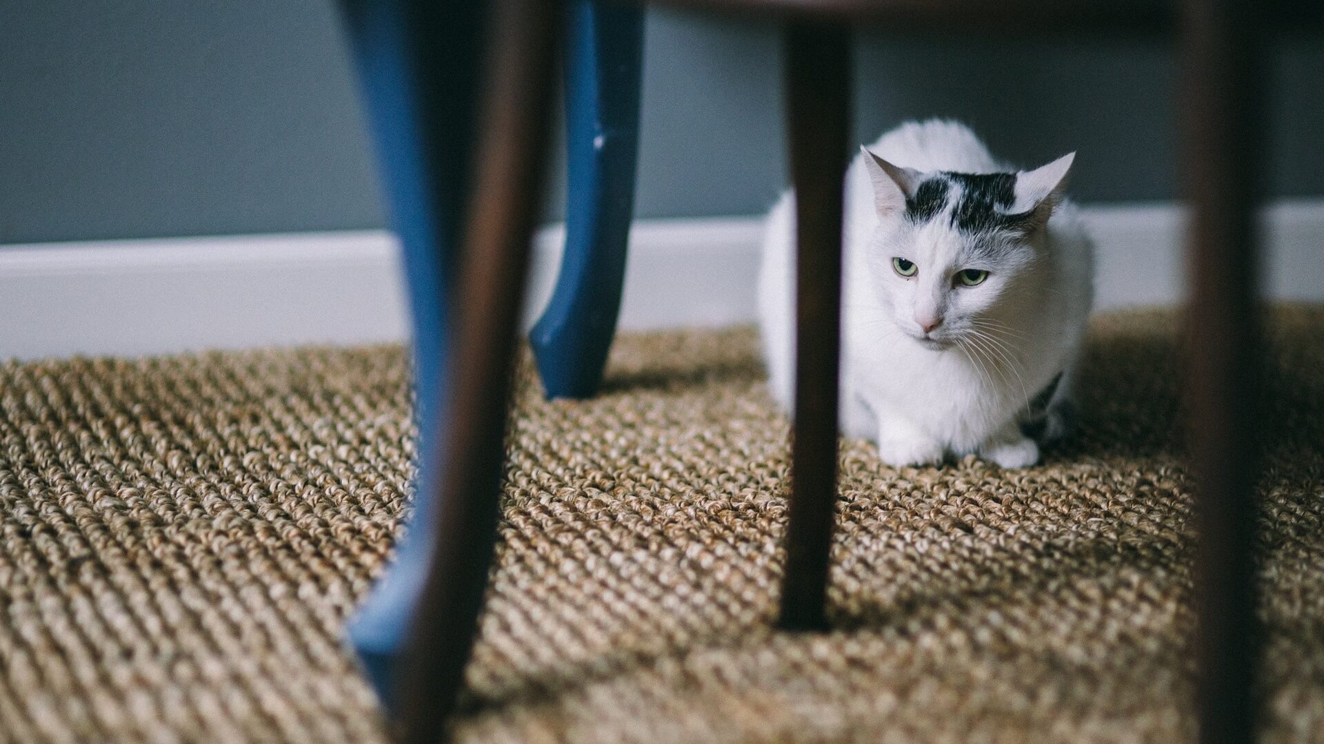 Pet Laboratory In Magnolia, TX 77355 Magnolia Animal Clinic