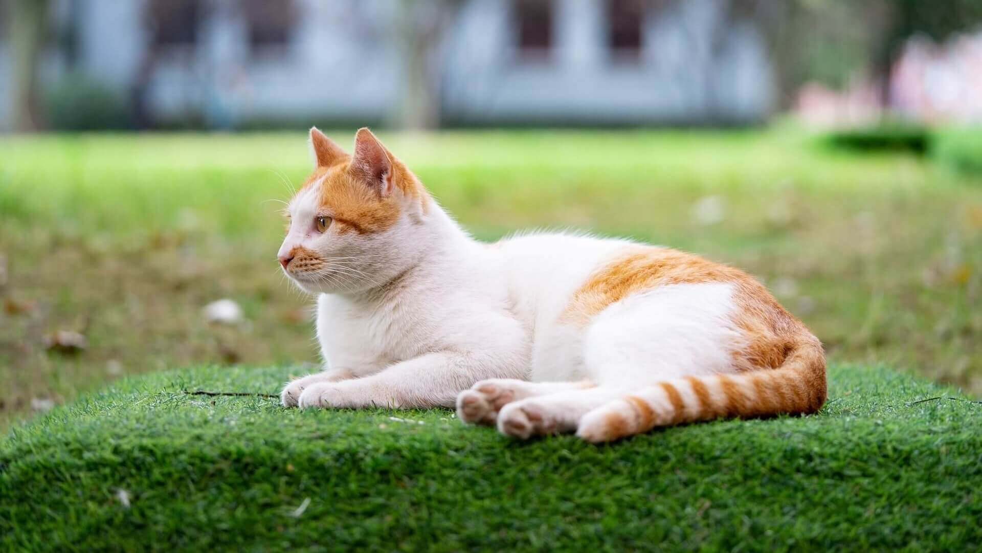 Veterinarian Reviews In Magnolia, TX 77355 Magnolia Animal Clinic