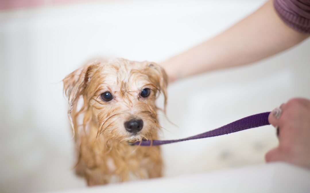 How to Pick the Best Dog Shampoo for Your Coat